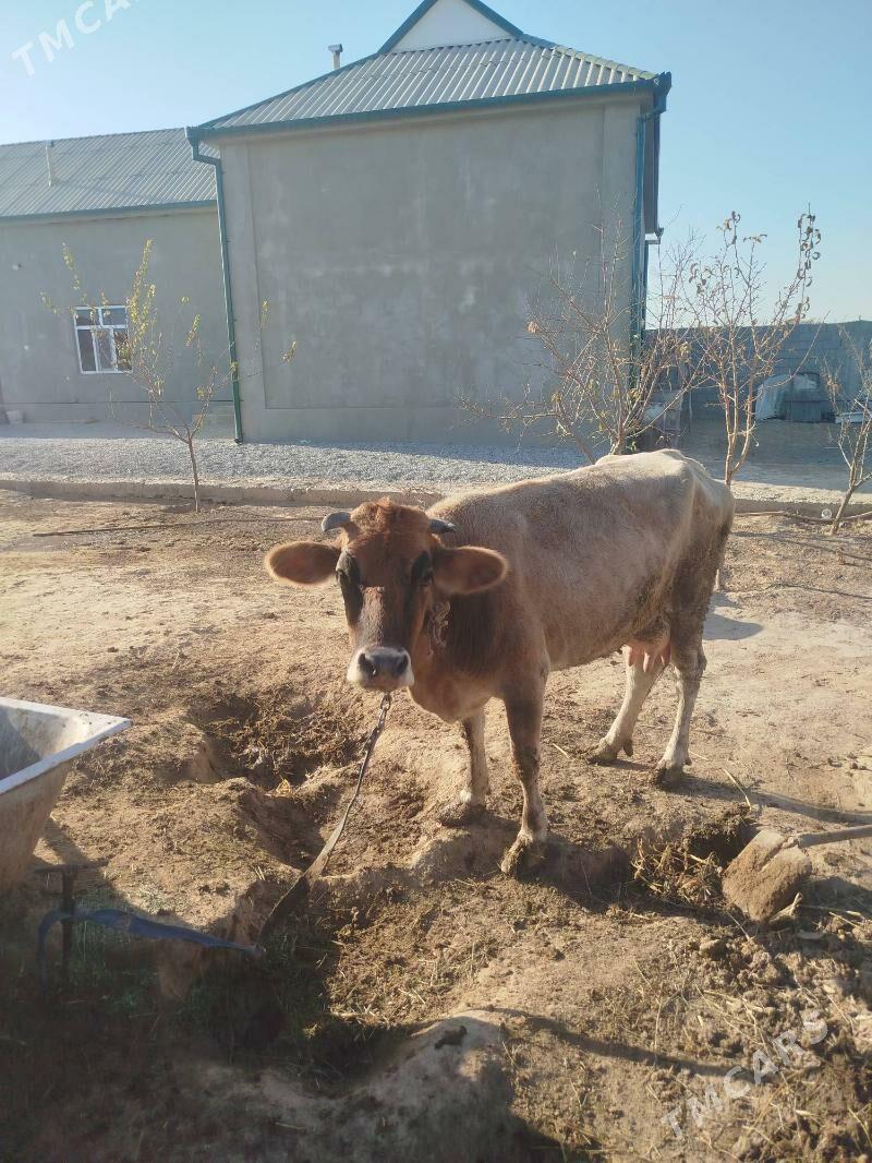 Sygyr - Бузмеин - img 2