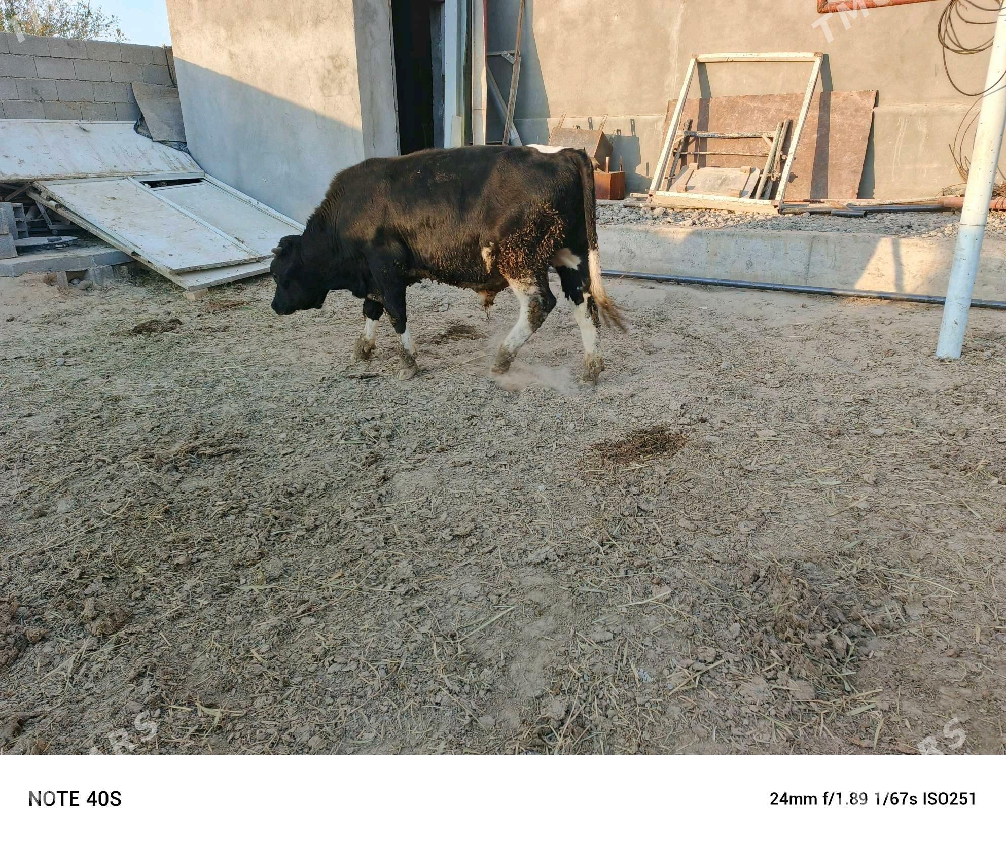 okuz - Бузмеин - img 9