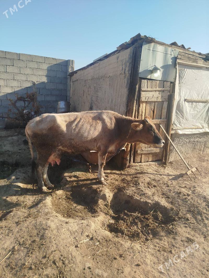 Sygyr - Бузмеин - img 4