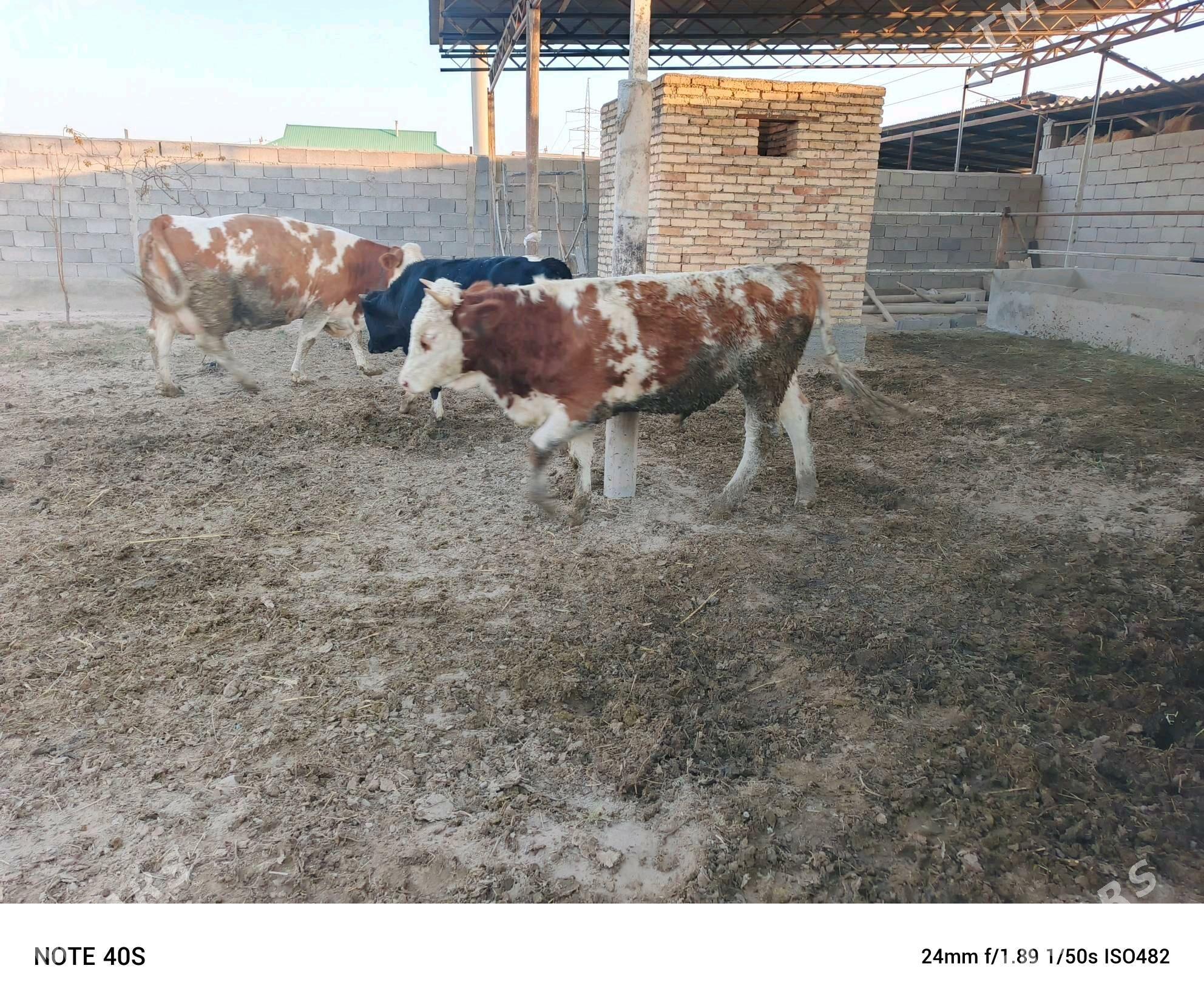 okuz - Бузмеин - img 3