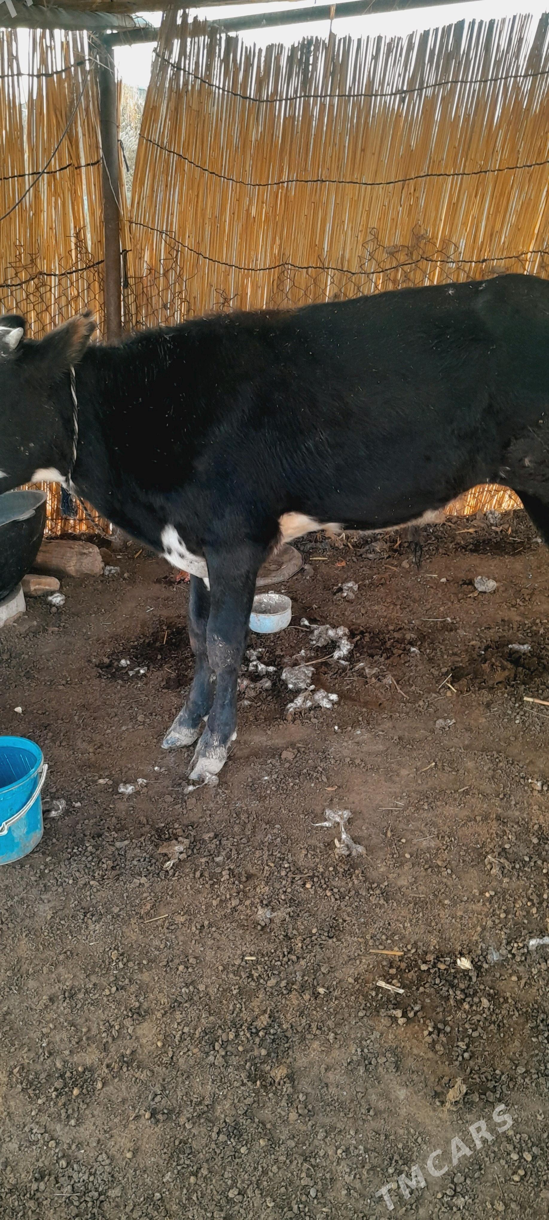 ökzçe - Murgap - img 2