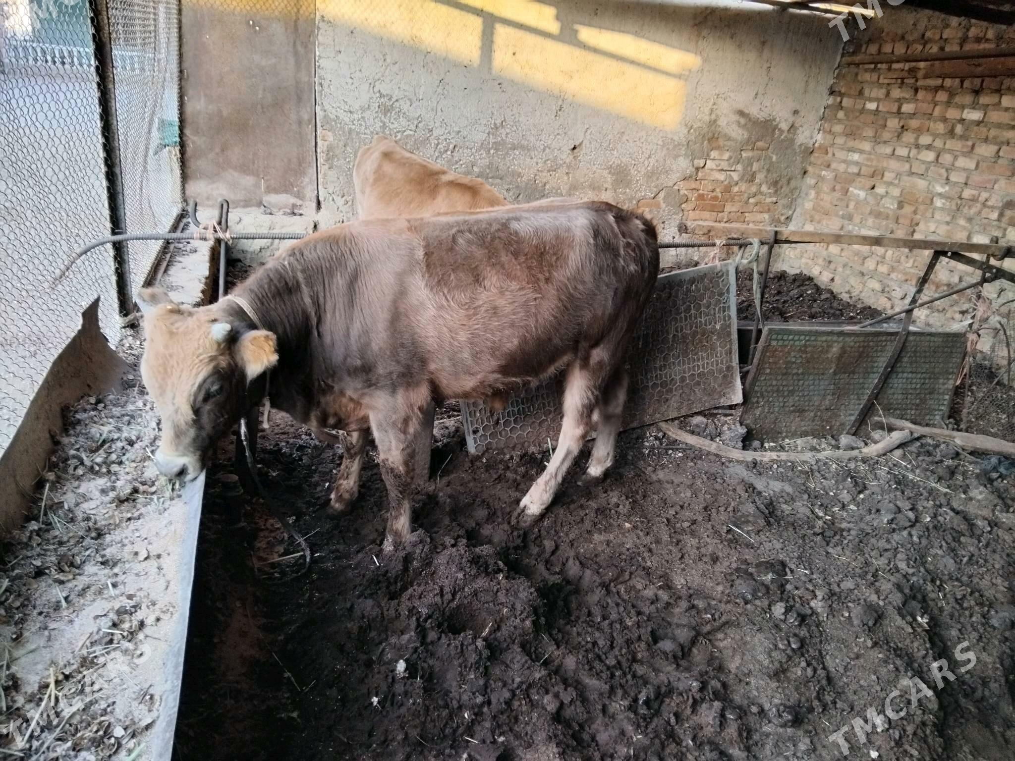 okuz - Берекет - img 2