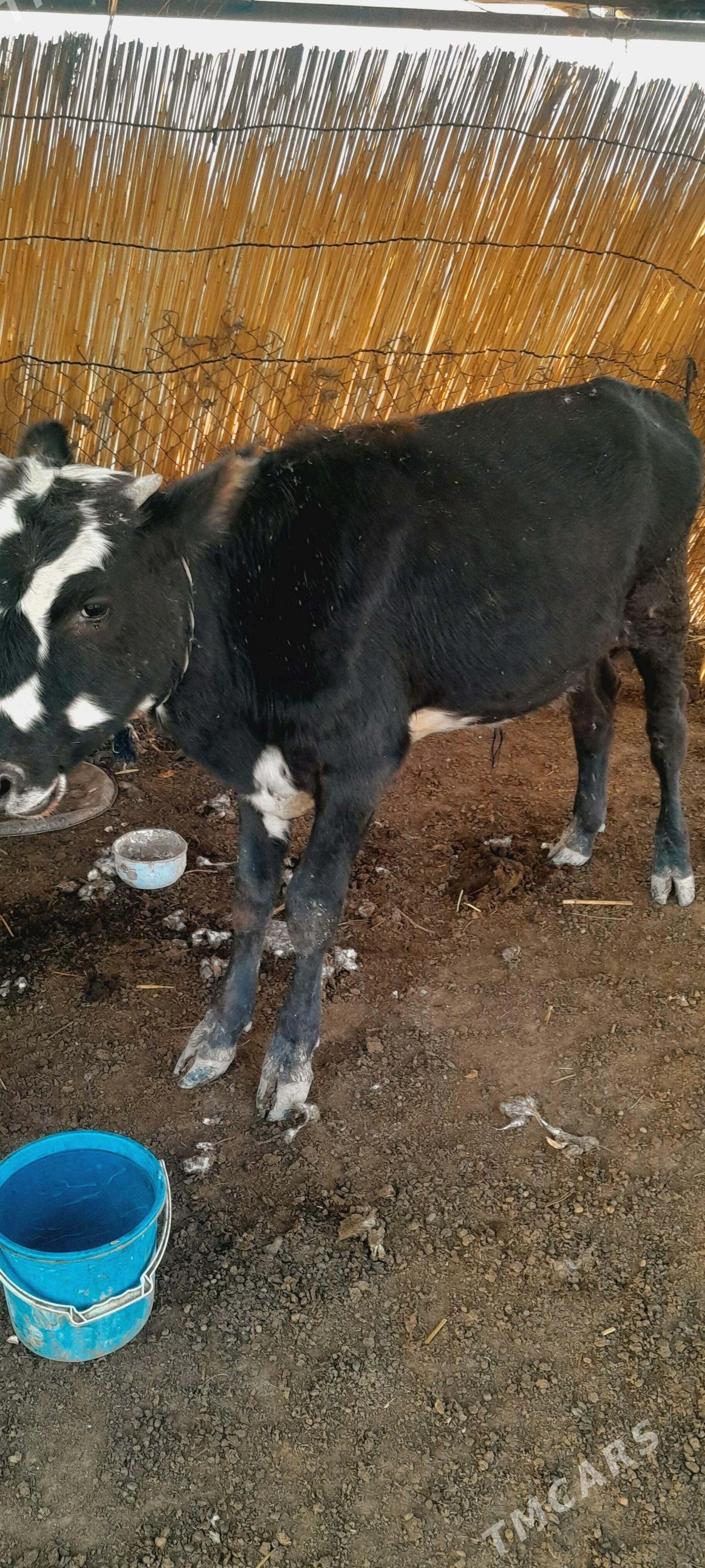 ökzçe - Murgap - img 3