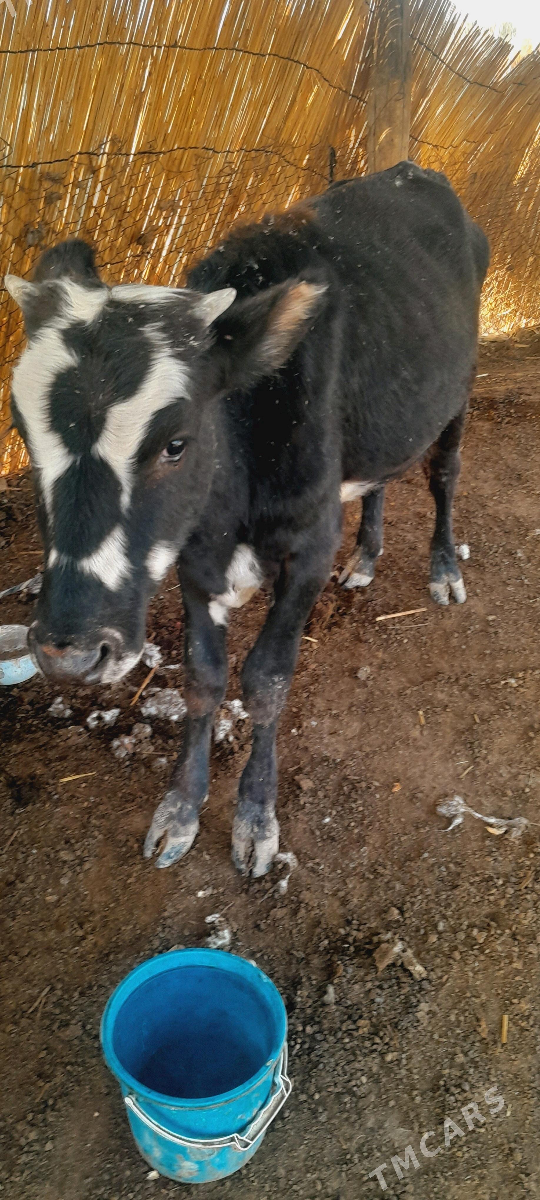 ökzçe - Murgap - img 4