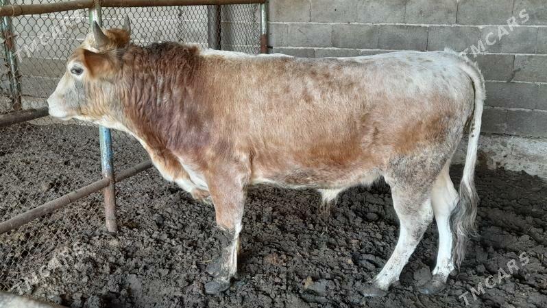 Okuz - Ak bugdaý etraby - img 3