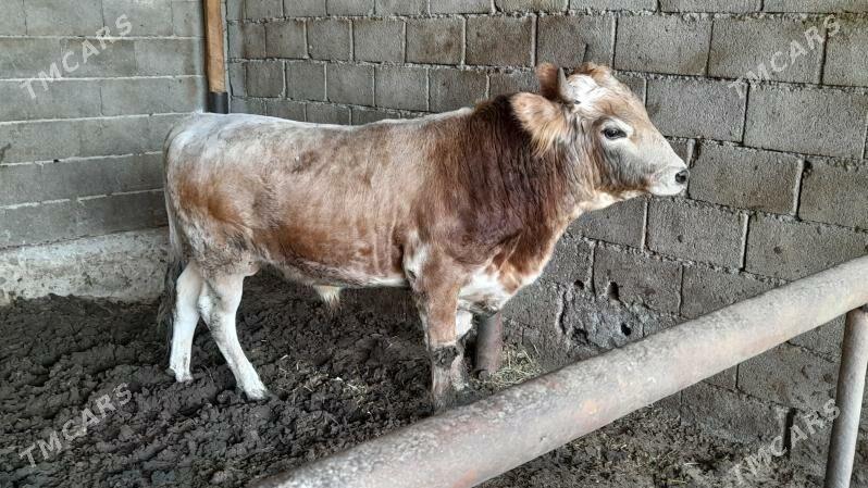 Okuz - Ak bugdaý etraby - img 1