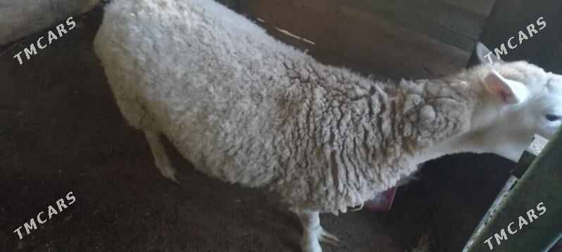 Satlyk merenos goyun - Хитровка - img 2