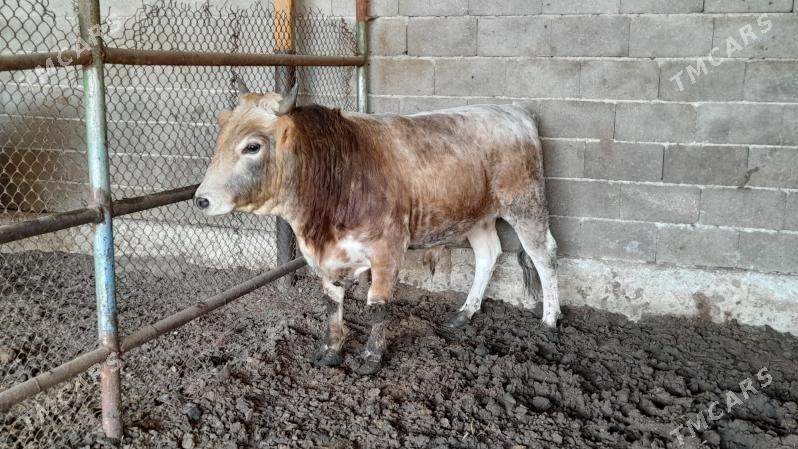 Okuz - Ak bugdaý etraby - img 2