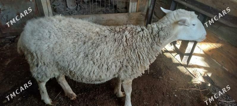 Satlyk merenos goyun - Хитровка - img 3