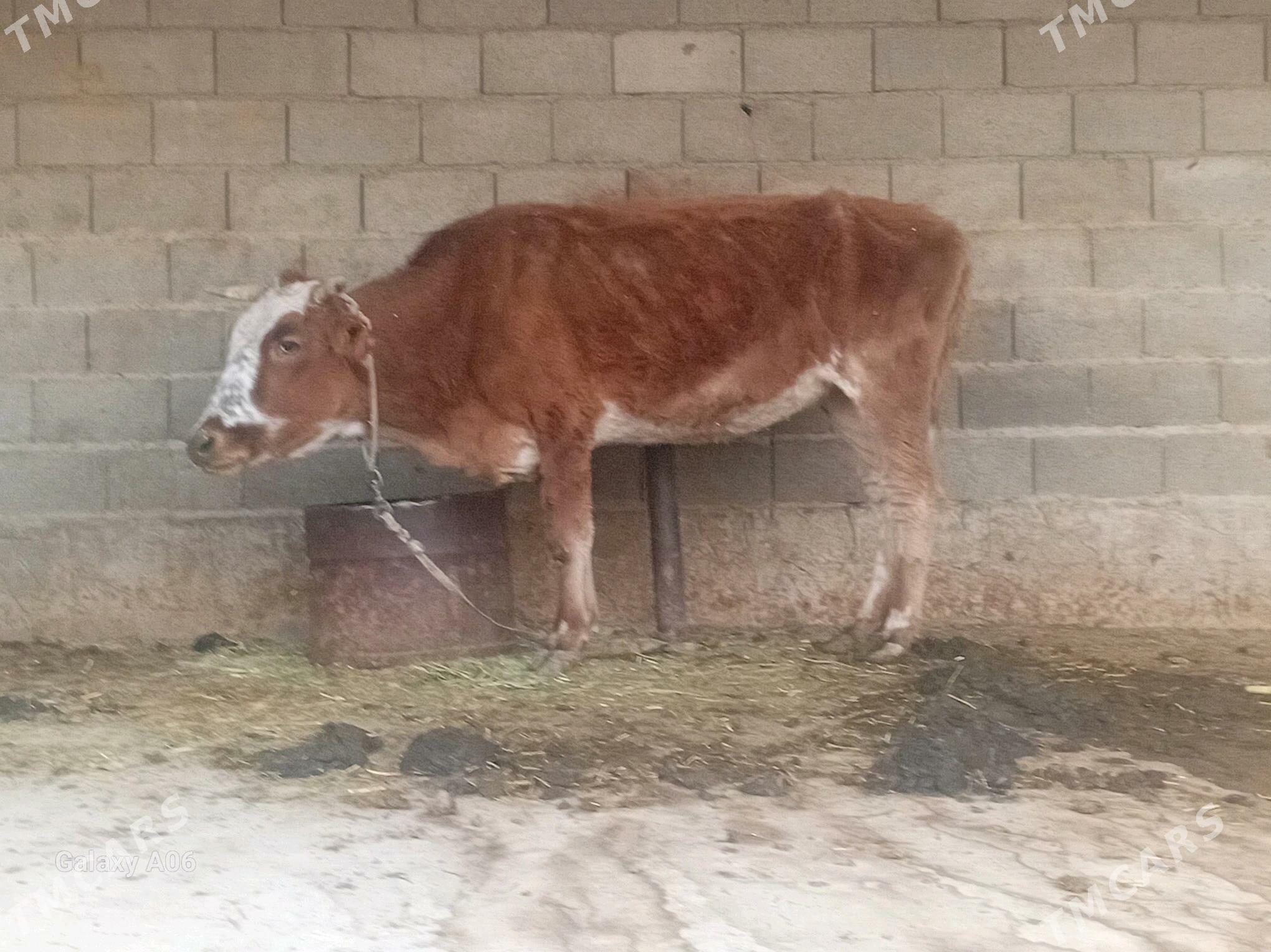 sygyr - Бахарден - img 3