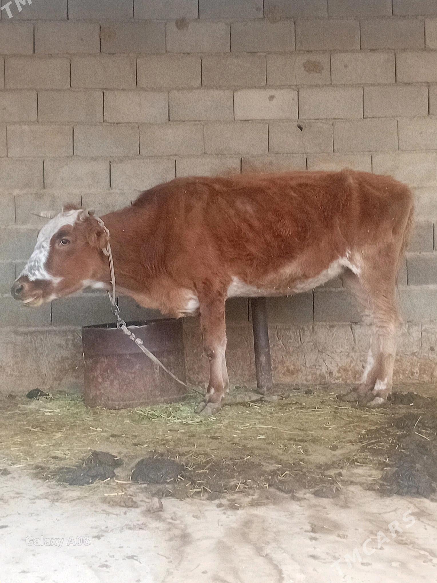 sygyr - Бахарден - img 2