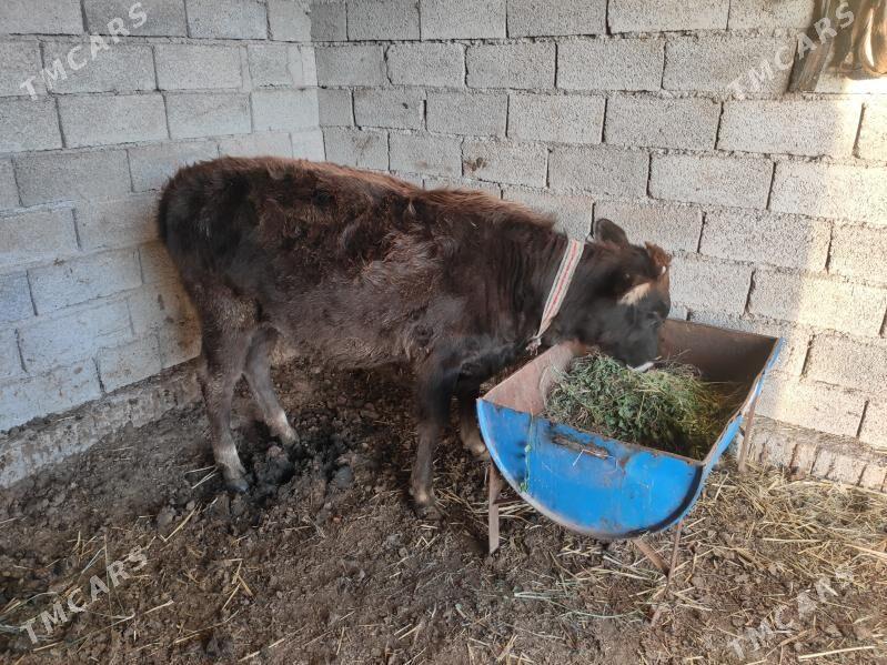 Gulajynlar  paroda - Wekilbazar - img 3