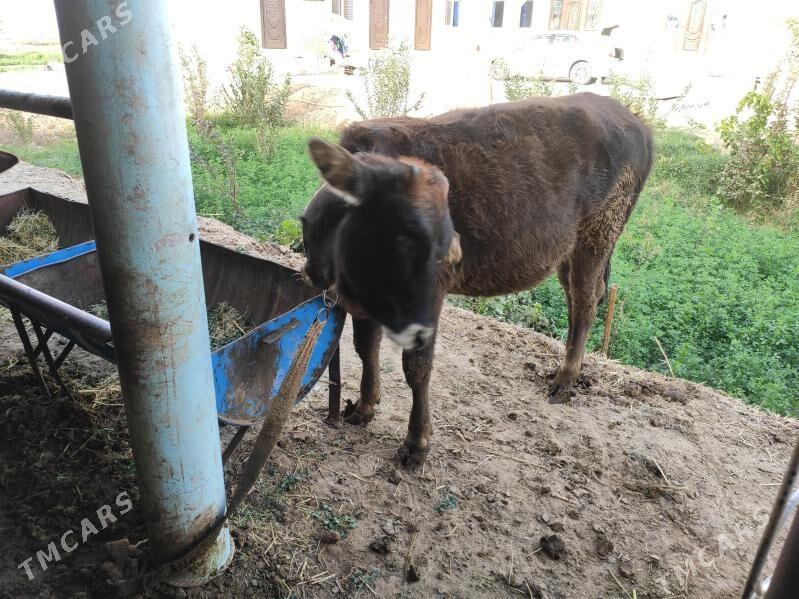 Gulajynlar  paroda - Wekilbazar - img 2