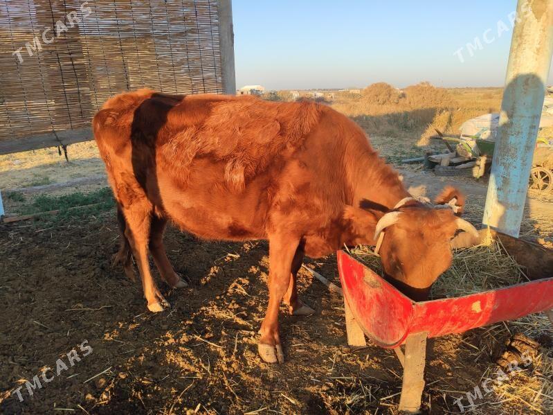 Bogaz sygyr - Векильбазар - img 3