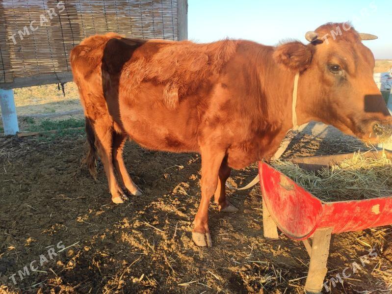 Bogaz sygyr - Векильбазар - img 5