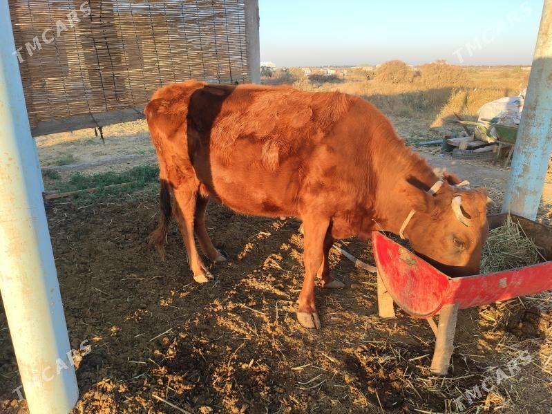 Bogaz sygyr - Векильбазар - img 2