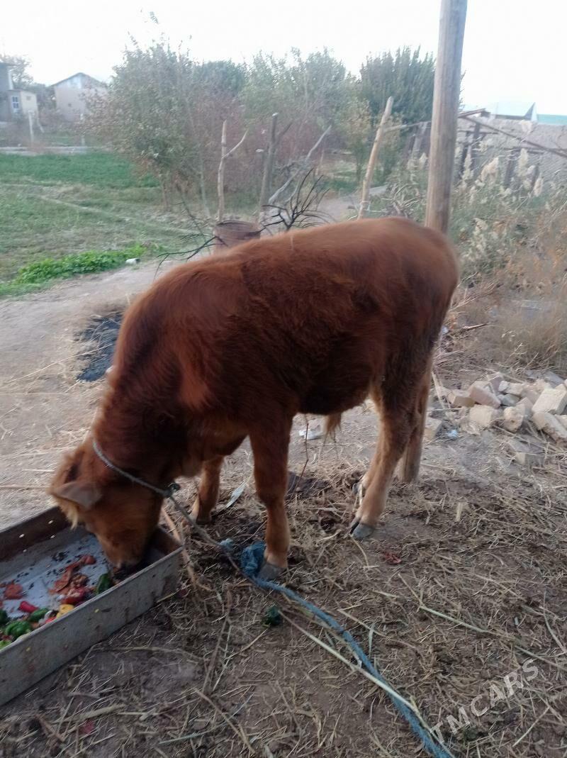 öküz - Фарап - img 3