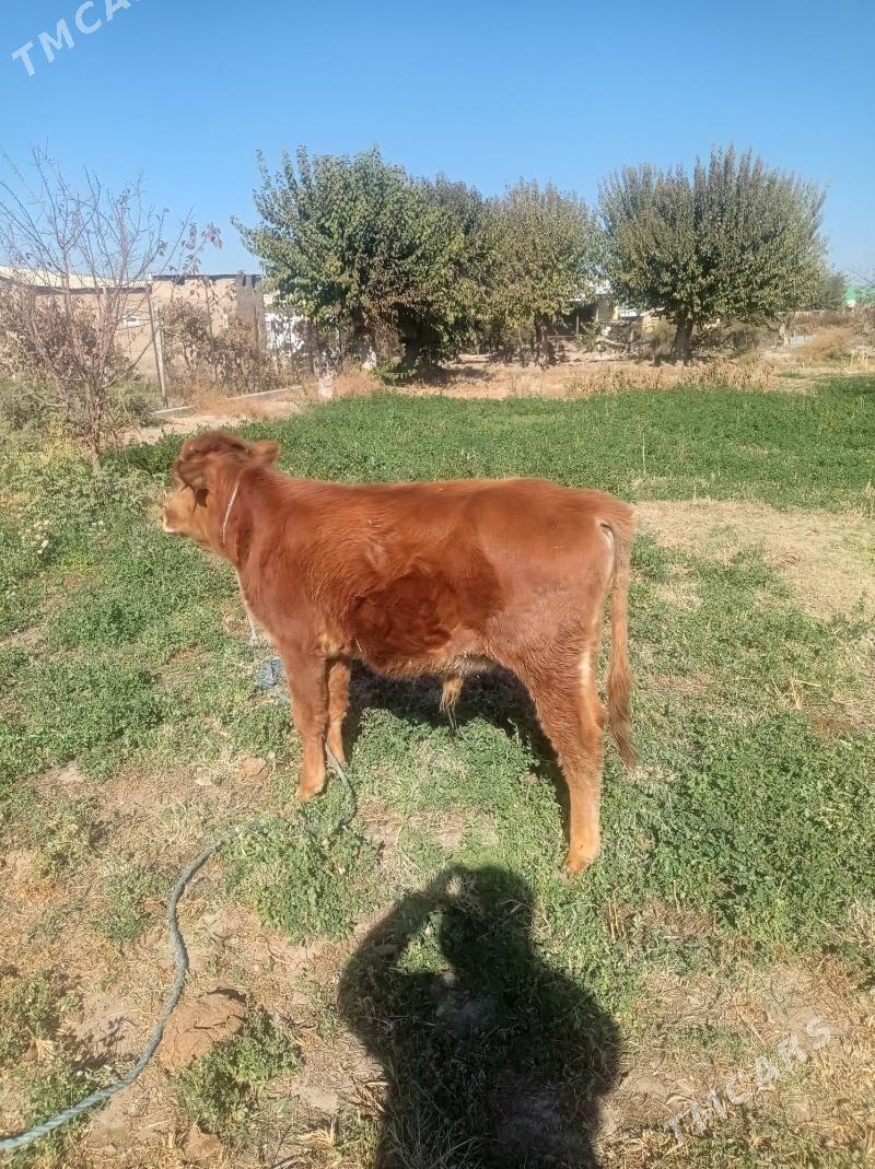 öküz - Фарап - img 4