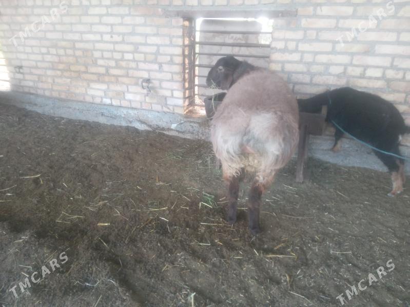 goc - Чарджоу - img 3