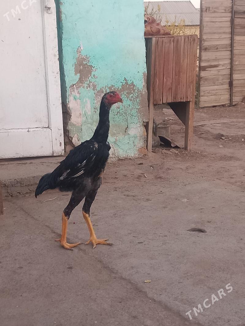 satlyk bayes jüje - Wekilbazar - img 1