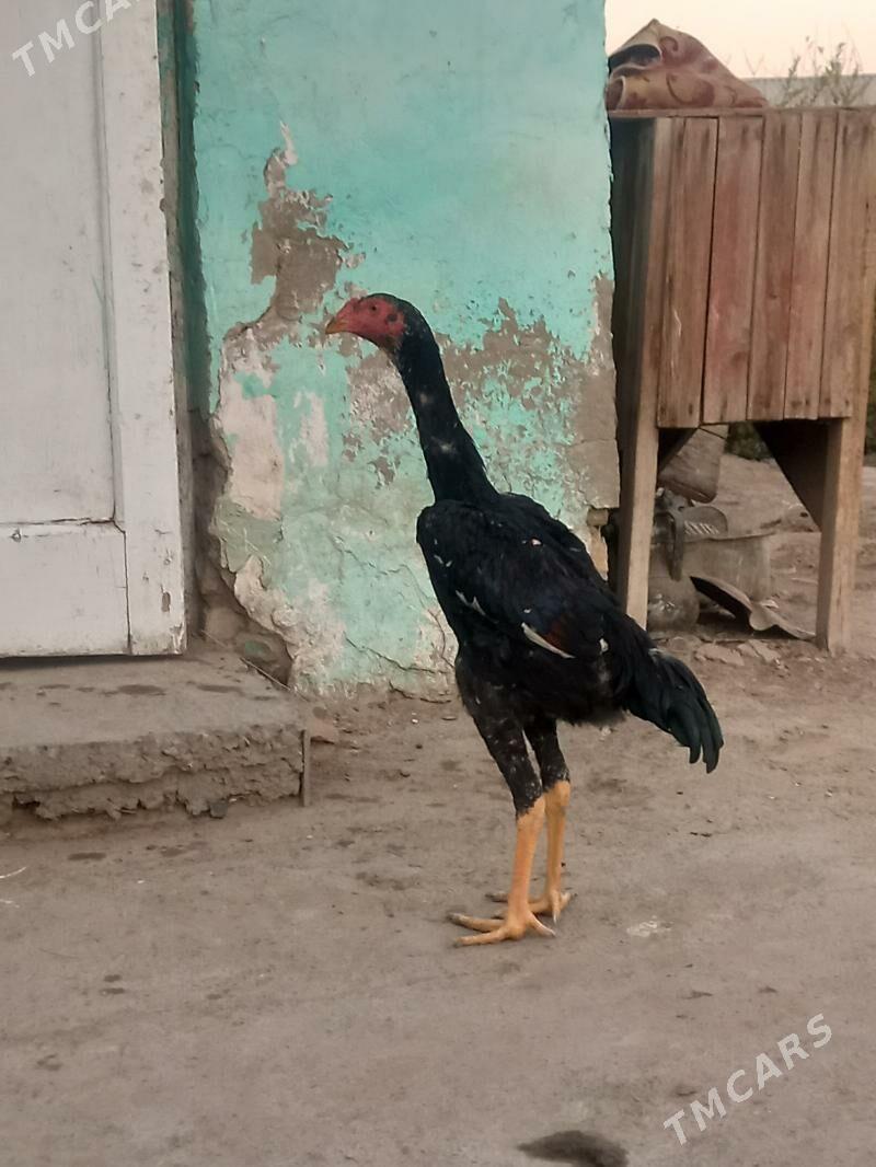 satlyk bayes jüje - Wekilbazar - img 2