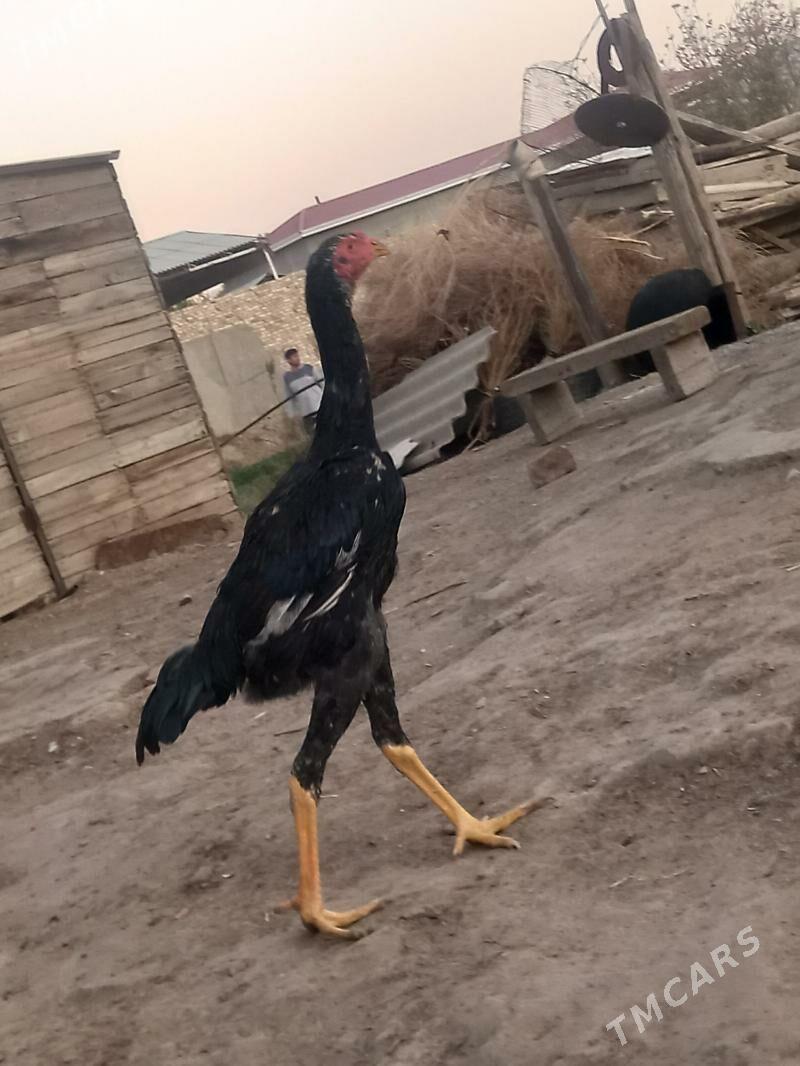 satlyk bayes jüje - Wekilbazar - img 3