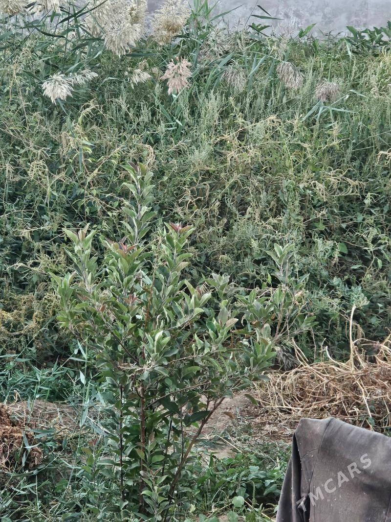 daca - Туркменабат - img 3