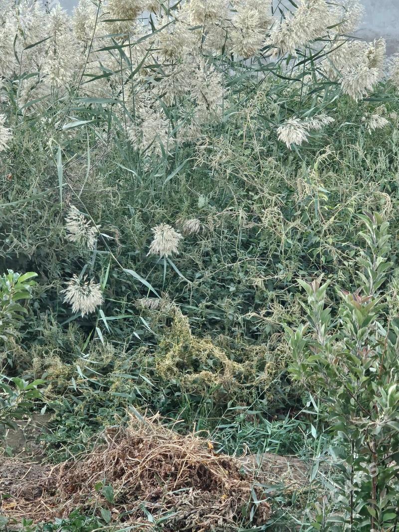 daca - Туркменабат - img 5