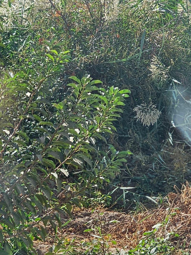 daca - Туркменабат - img 2