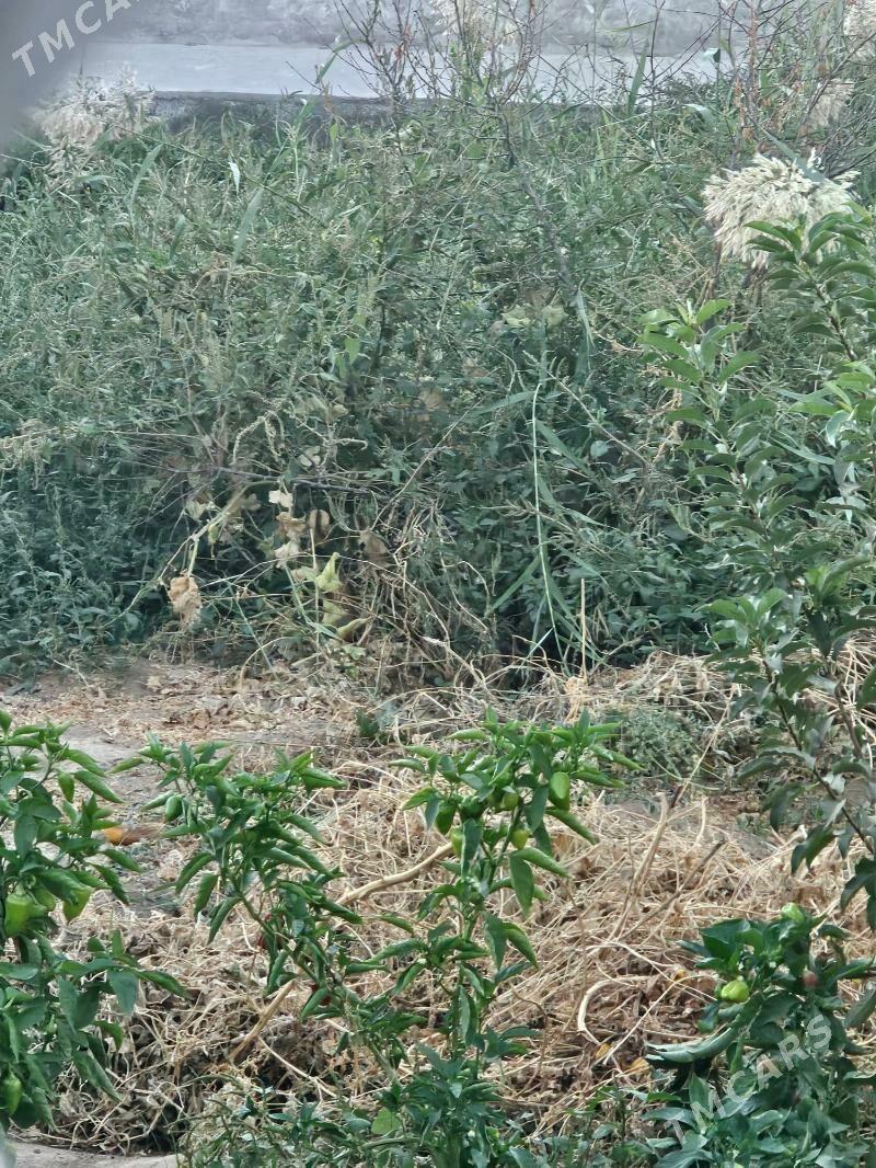 daca - Туркменабат - img 4