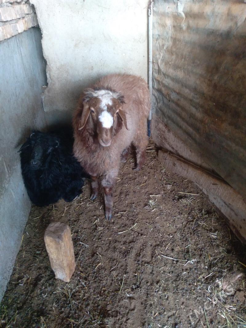 Goýun - Теджен - img 2