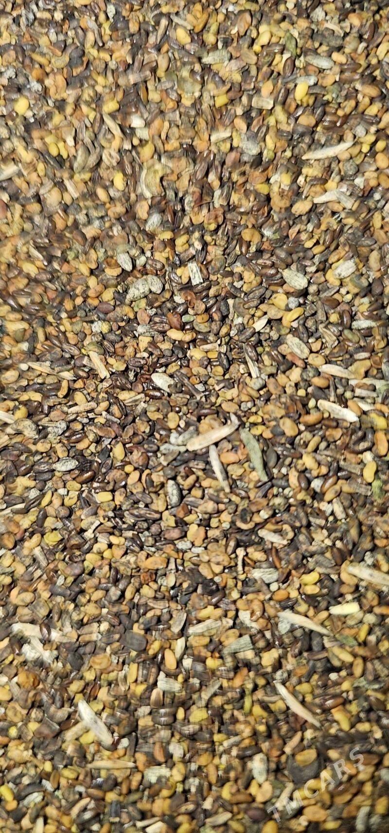 Атгулак тохум - Чарджоу - img 1