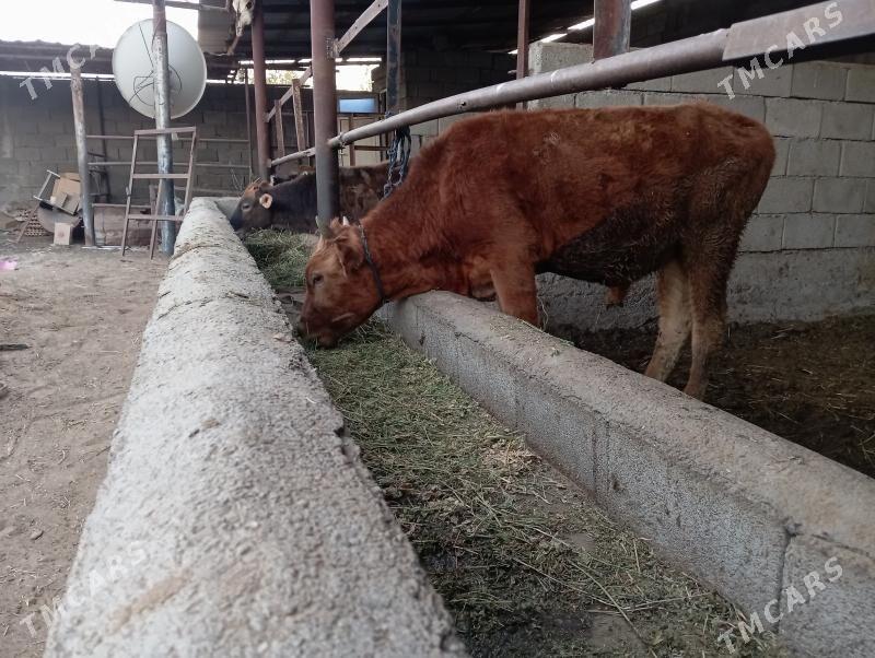 öküz - Büzmeýin - img 2