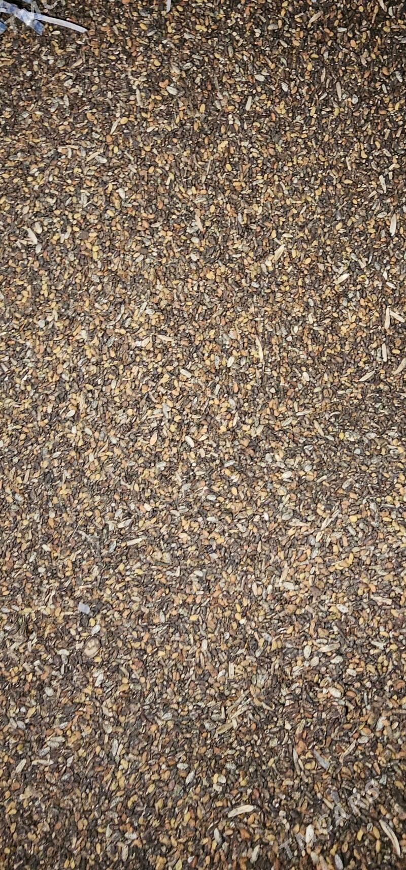 Атгулак тохум - Чарджоу - img 2