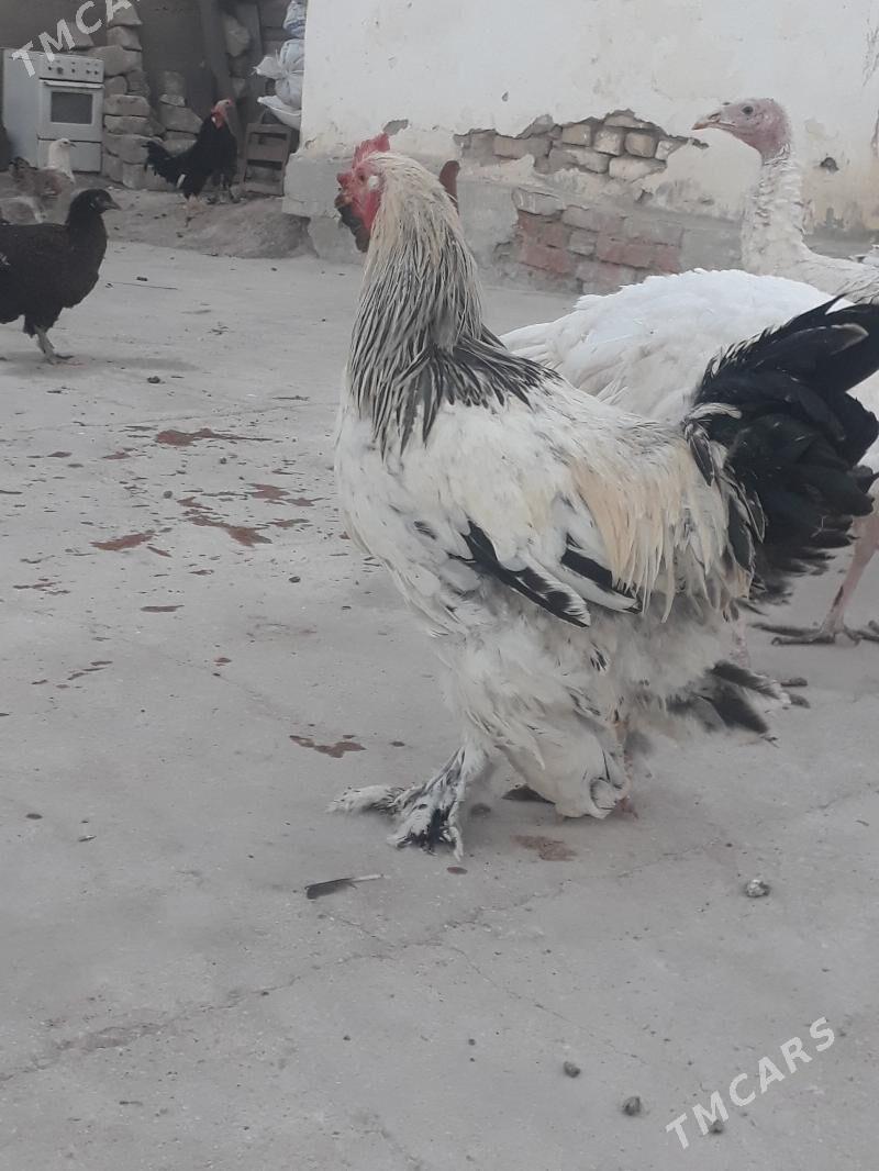 Balgar horaz - Kaka - img 2