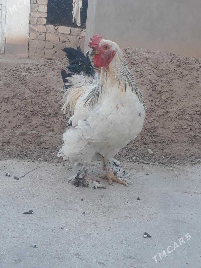 Balgar horaz - Kaka - img 4