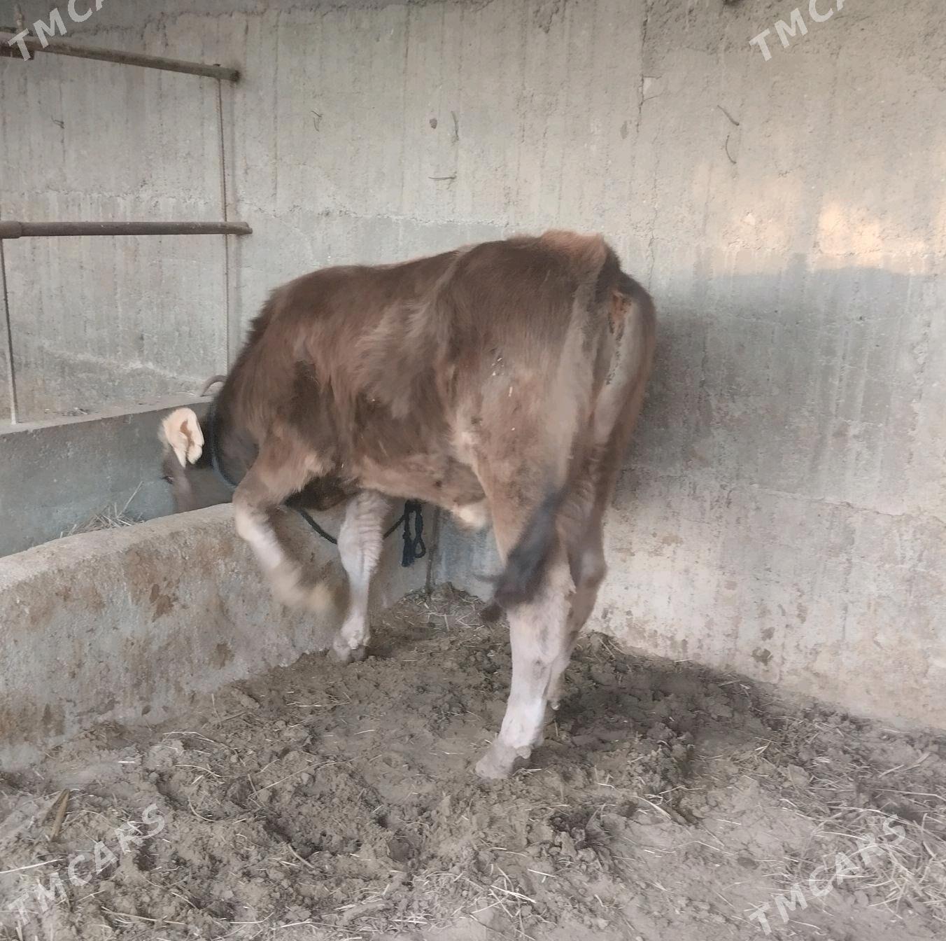 okuz - Гёкдепе - img 2