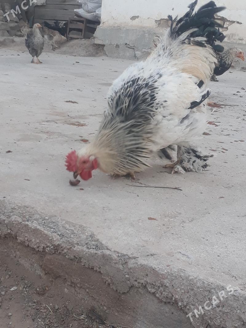 Balgar horaz - Kaka - img 1