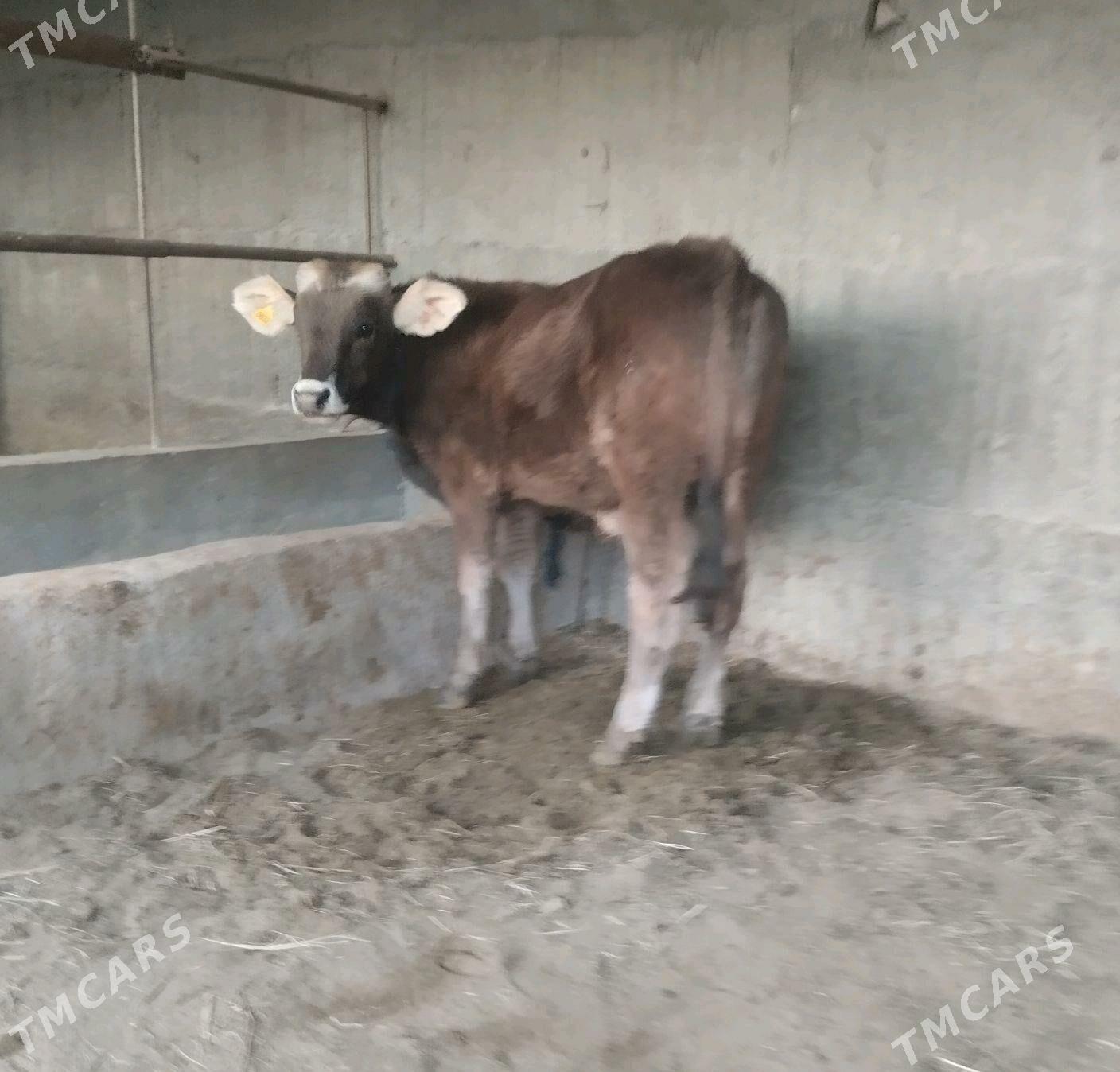 okuz - Гёкдепе - img 1