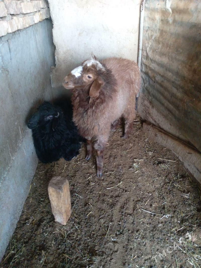 Goýun - Теджен - img 4