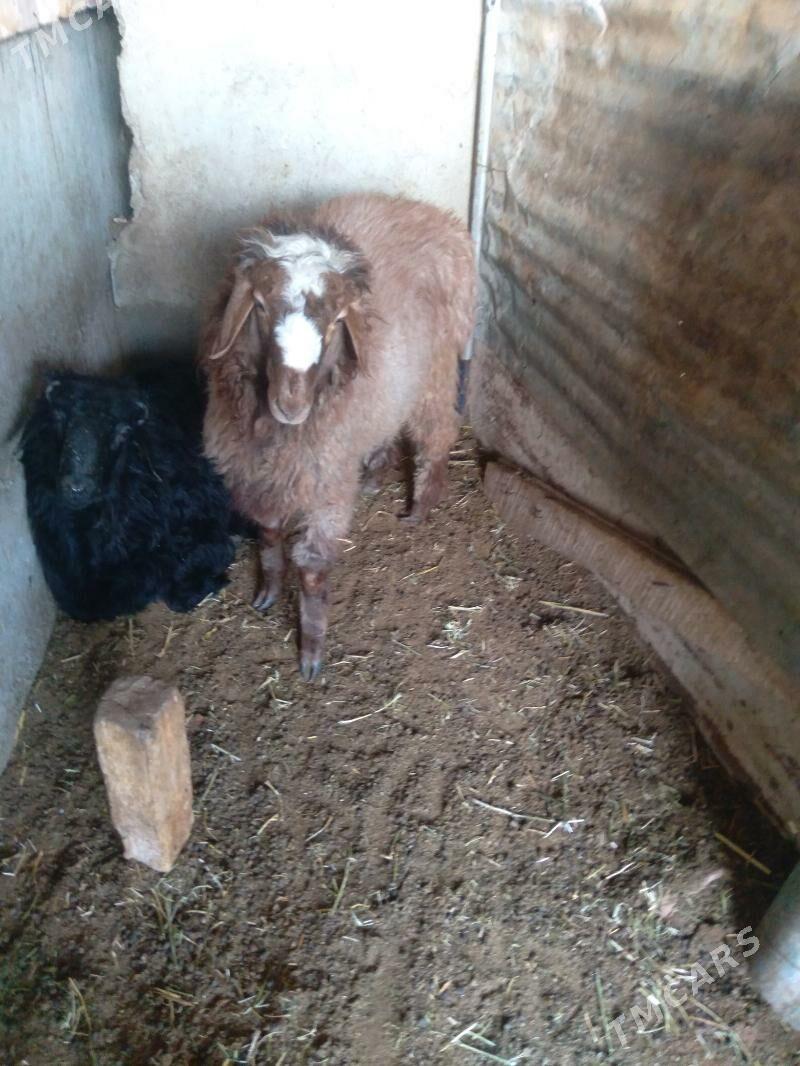 Goýun - Теджен - img 3