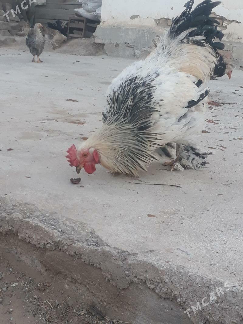 Balgar horaz - Kaka - img 3