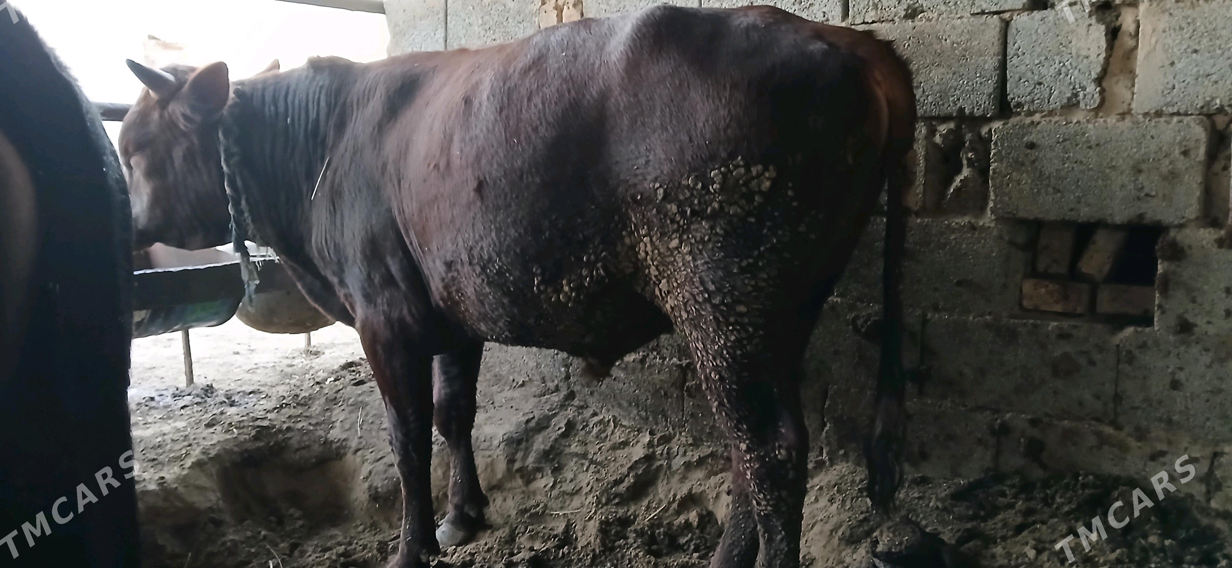 Öküz - Мургап - img 3