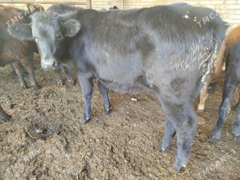 unajynlar - Türkmenabat - img 1