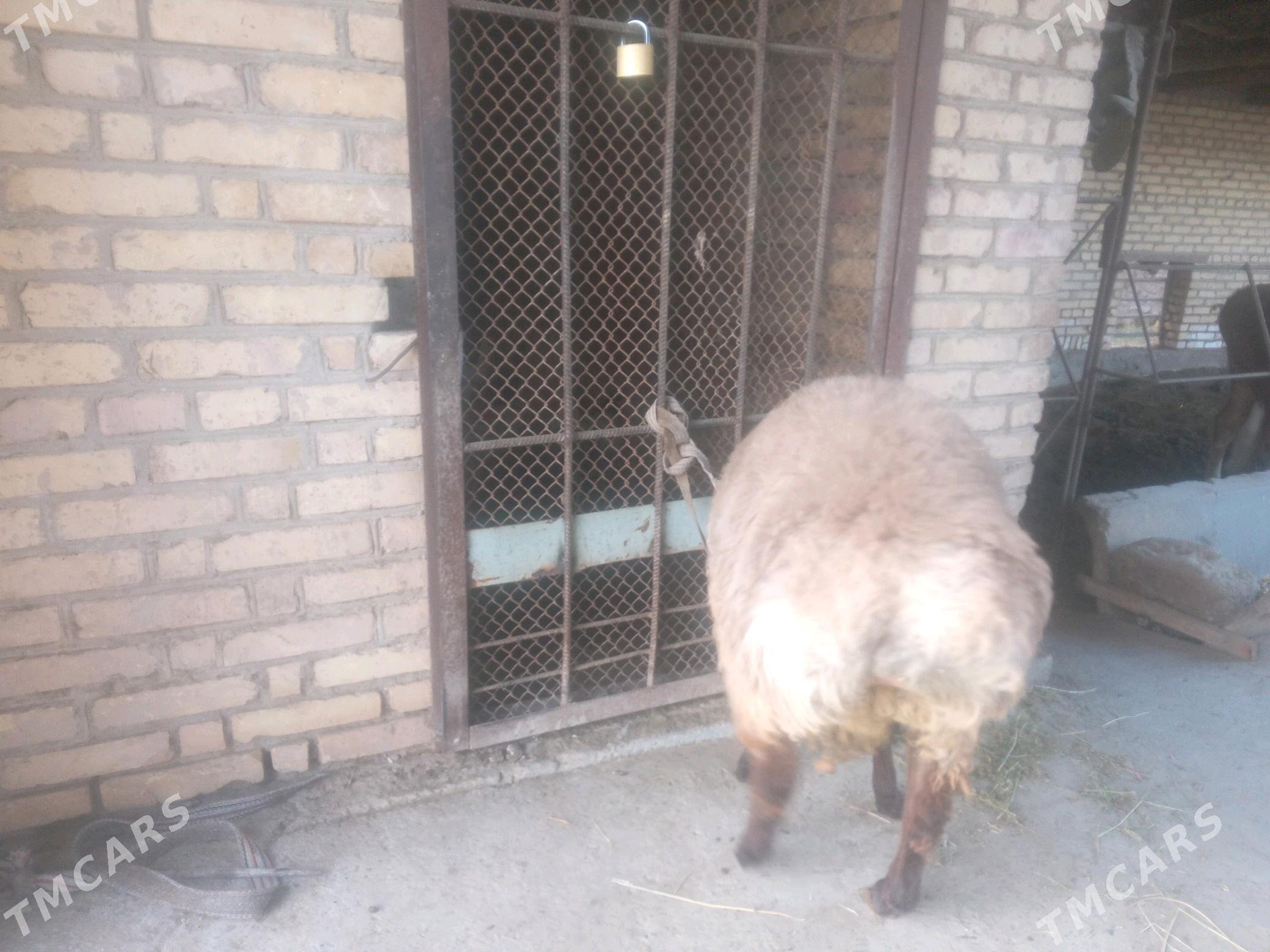 goc - Чарджоу - img 4