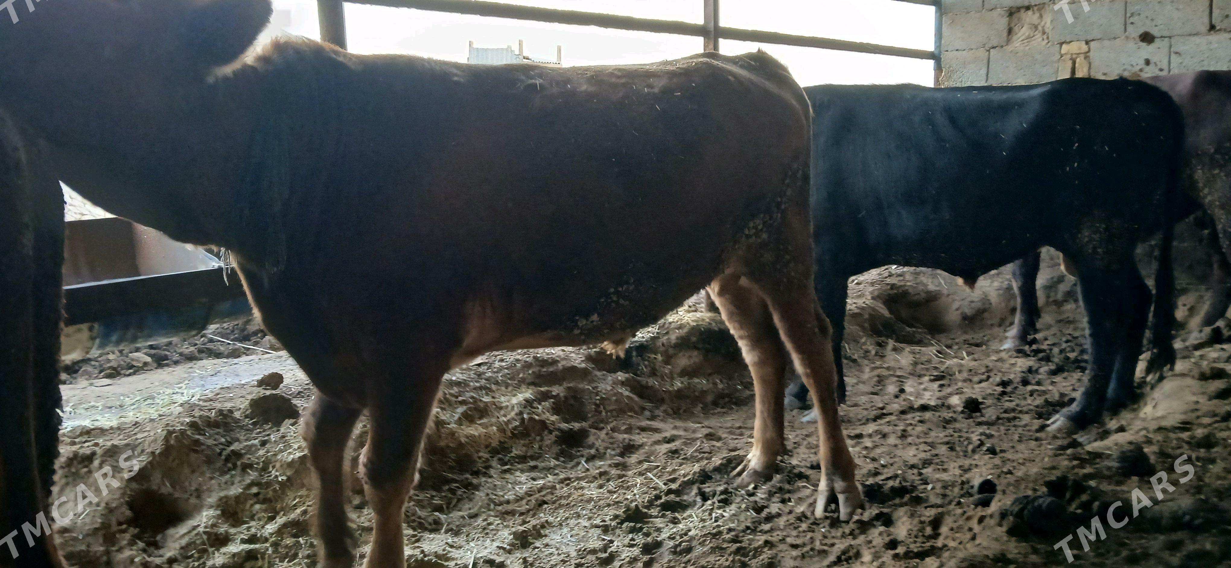 Öküz - Мургап - img 2