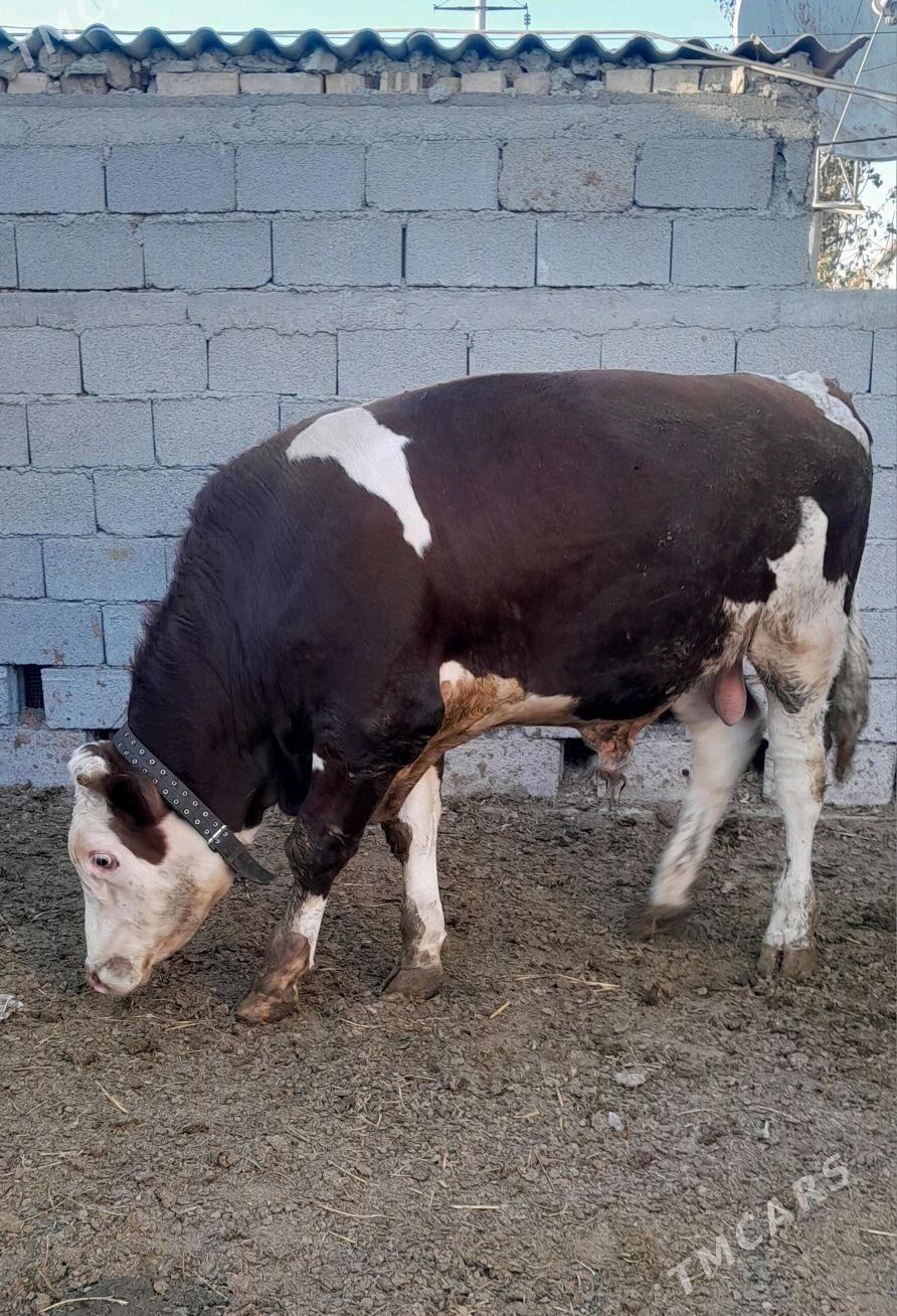 Simental Öküz - Анев - img 1