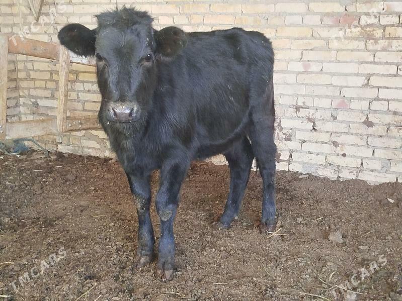 unajynlar - Türkmenabat - img 3