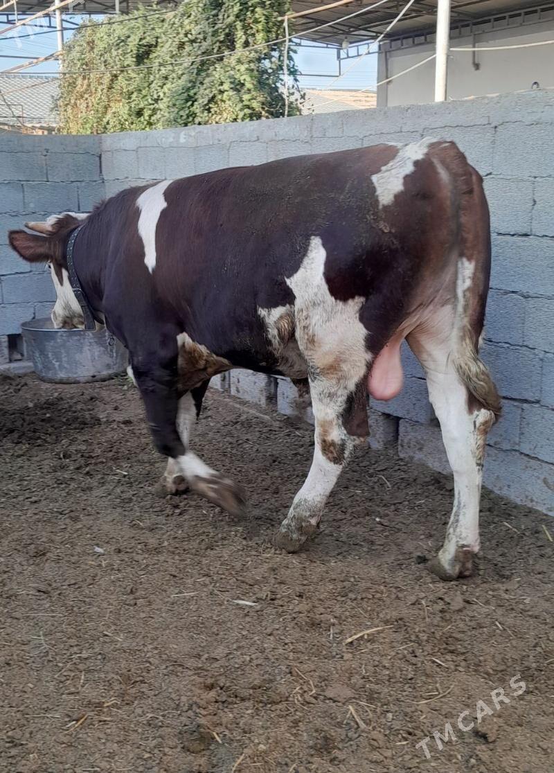 Simental Öküz - Анев - img 3