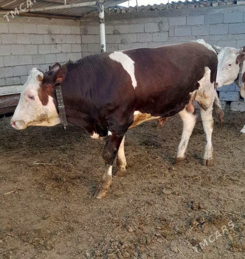 Simental Öküz - Анев - img 4